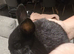 10 beautiful mixed breed rabbits