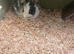Rabbits