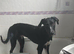 Greyhound x Border Collie