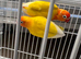 Breeding pairs
