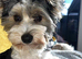 Biewer terrier