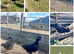Marsbar pullets