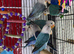 Baby lovebirds Glasgow
