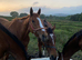 6yo unbroken tb for sale