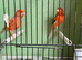 Red factor canaries