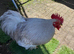 Lavender Pekin Bantam cockerel