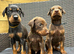 Beautiful family dobermanns *3 pups left *