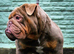 English bulldog puppies for sale males and females
