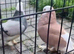 A beautiful pigeons