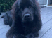 Newfoundland Girl for sale