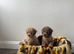 Toy poodls