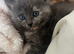 Kittens for sale