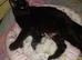 1 female brown maincoon kitten looking for her forever home