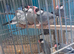 Java Finches