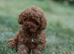 Toy poodle 1 boy available ready now