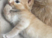 BEAUTIFUL KITTENS TO RESERVE