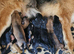 Adorable puppies