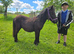 Standard shetland yearling colt
