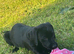 **1 puppy left Ready to go**Springador Puppies for Sale