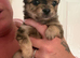 Pomchi puppies (Ready to go)