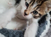 3 beautiful kittens for sale