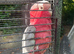 Pr galah cockatoos