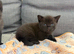 Stunning Black British Shorthair Kittens &ndash; Only 2 Left