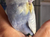 Tame baby budgies straight from parents