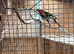 Proven pair king parrots