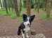 Gorgeous 4.5 month pup