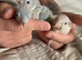Hand-Reared Conures