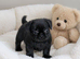 French bulldog Shih Tzu