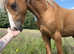 Licensed section B stallion