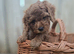 Stunning American Cockapoo puppies