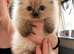 Ragdoll kitten ragdoll kittens seal
