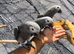 Friendly Baby HandReared Super Tame Cuddly African Grey Parrot,7