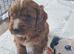 f1 cavapoo puppies