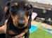 Beautiful Dachshund Puppies – Ready Now