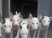 Beautiful Bullterrier pups 1 male 1 female