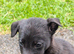 Collie whippet x