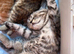 3 amazing kittens available