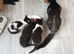 3 kittens for sale