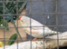 Pair of penguin zebra finch