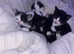 Kittens