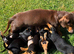 Miniature 3/4 Dachshund 1/4 miniature Jack Russell. Puppies
