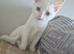 Pure white female kitten