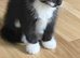 ️ 4 kittens for sale ️