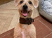 Poodle x terrier