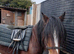 12.1 8yr mare