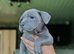 Blue Staffordshire Bull Terrier Champion Pups